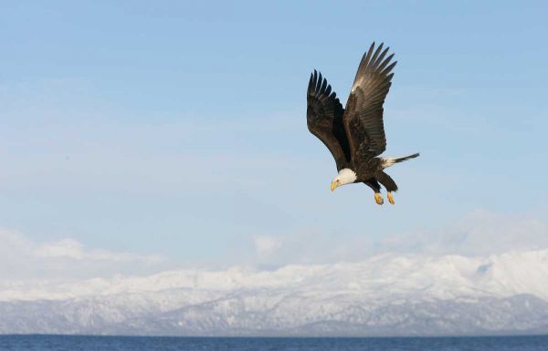 AK, Homer Bald eagle in flight with upbeat wings
